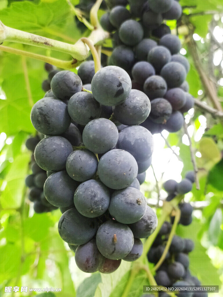 枝头紫葡萄