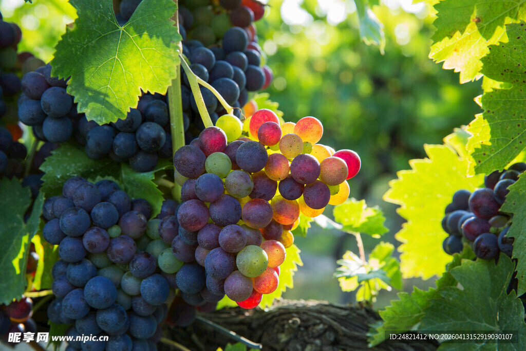 成熟葡萄挂于翠绿藤蔓间