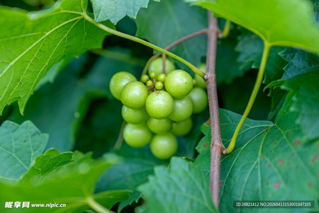 青葡萄挂在翠绿枝叶间