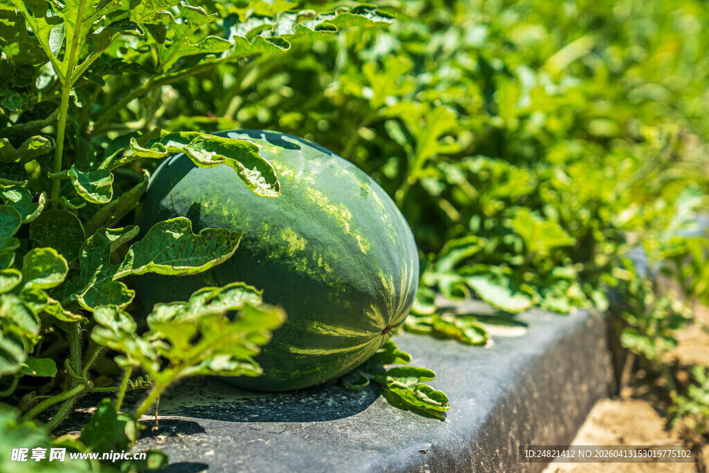 田边生长的圆滚滚大西瓜