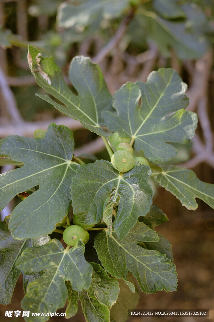 无花果树的枝叶与果实