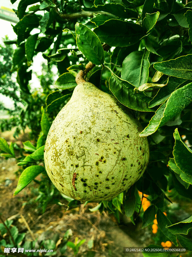 枝头的带斑点绿梨