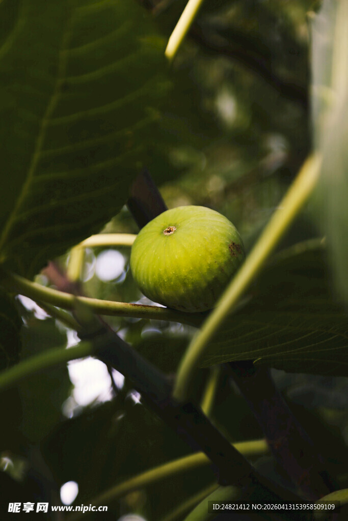 枝头青果