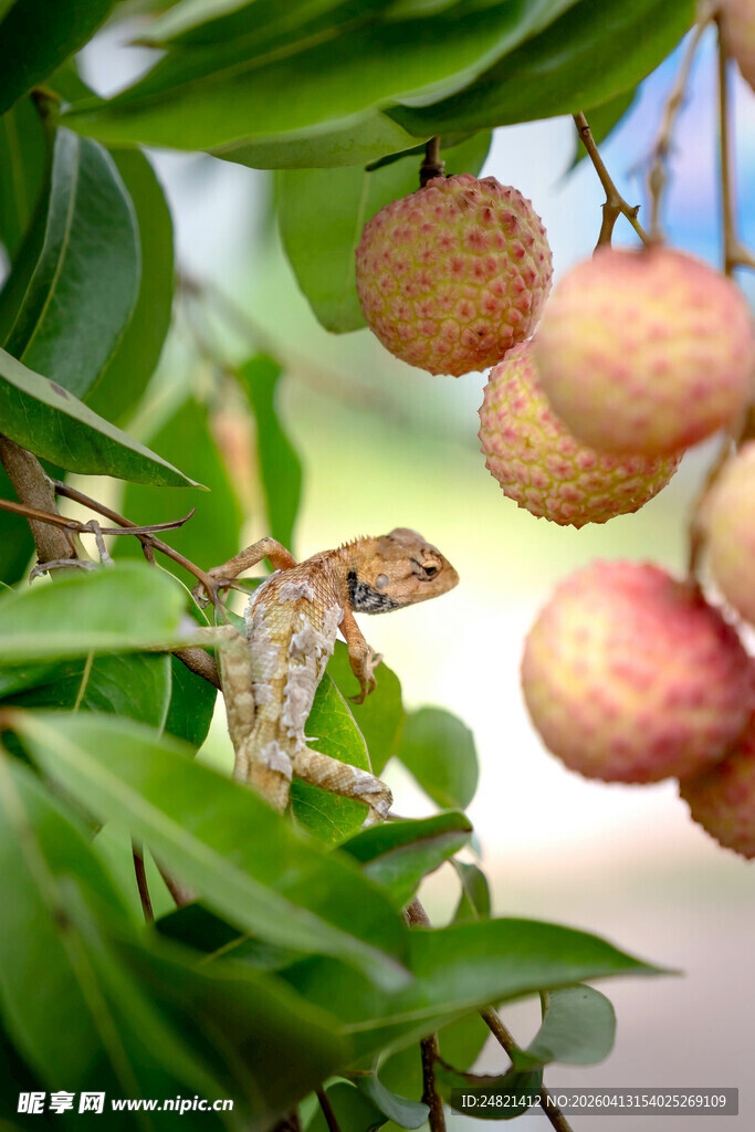荔枝树上的小鸟与果实