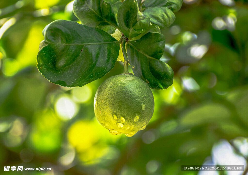 挂在枝头的晶莹绿色果实