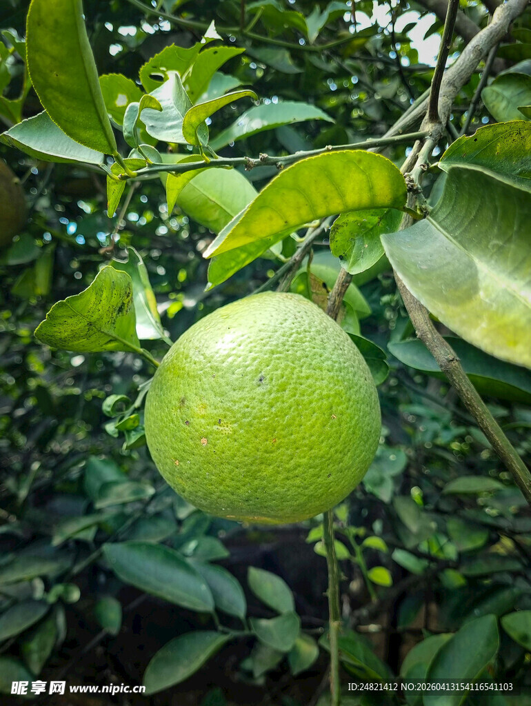 枝头青果