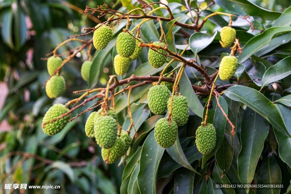 枝头挂着青嫩的荔枝果实