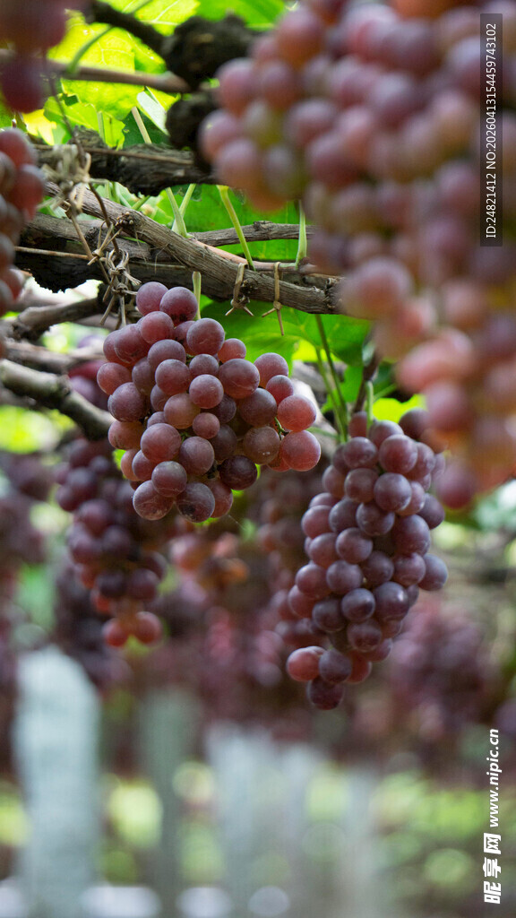 枝头紫葡萄