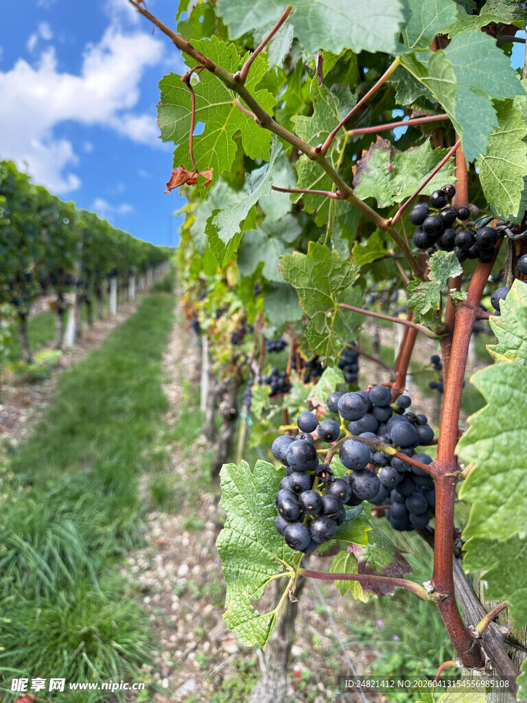 葡萄园中的成熟紫葡萄