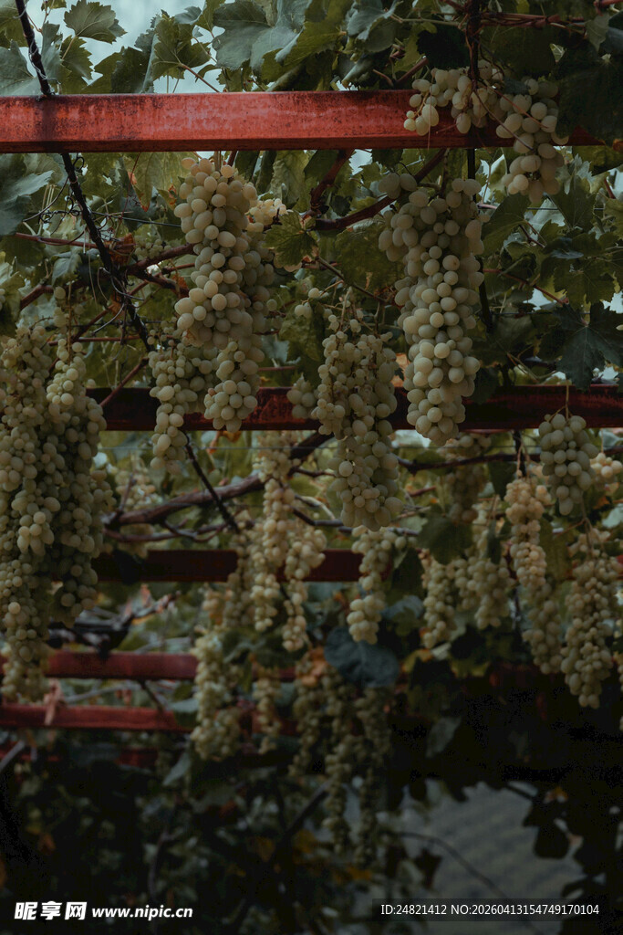 紫藤花架下的清幽景致