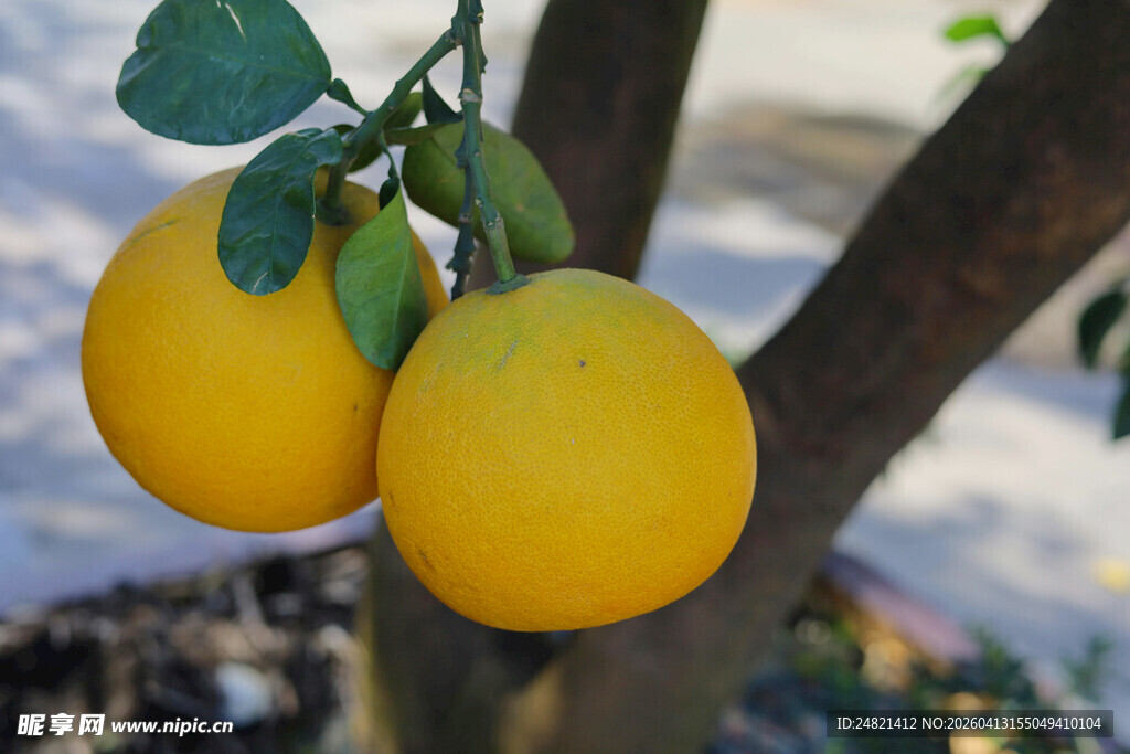 树上挂着的两颗鲜黄柠檬