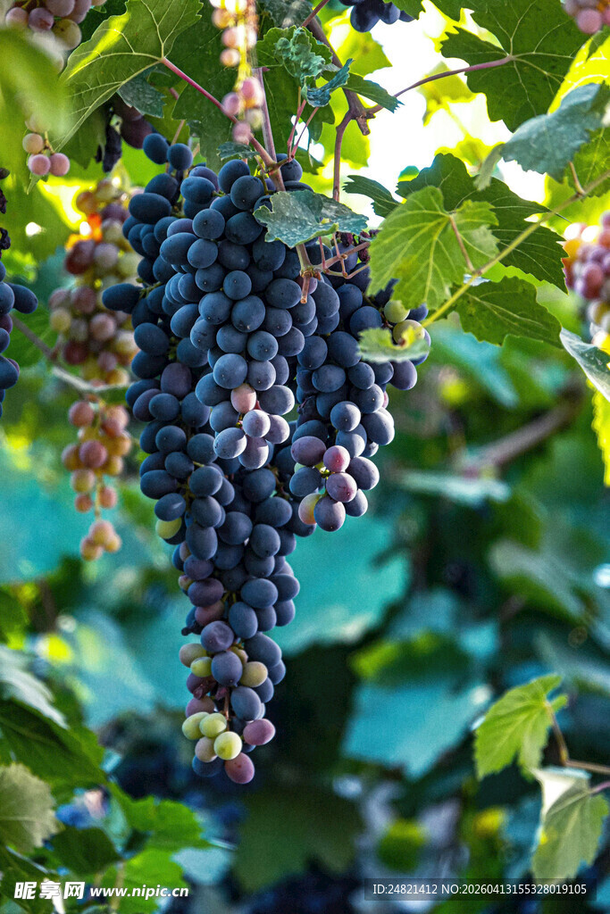饱满紫葡萄挂于翠绿藤间