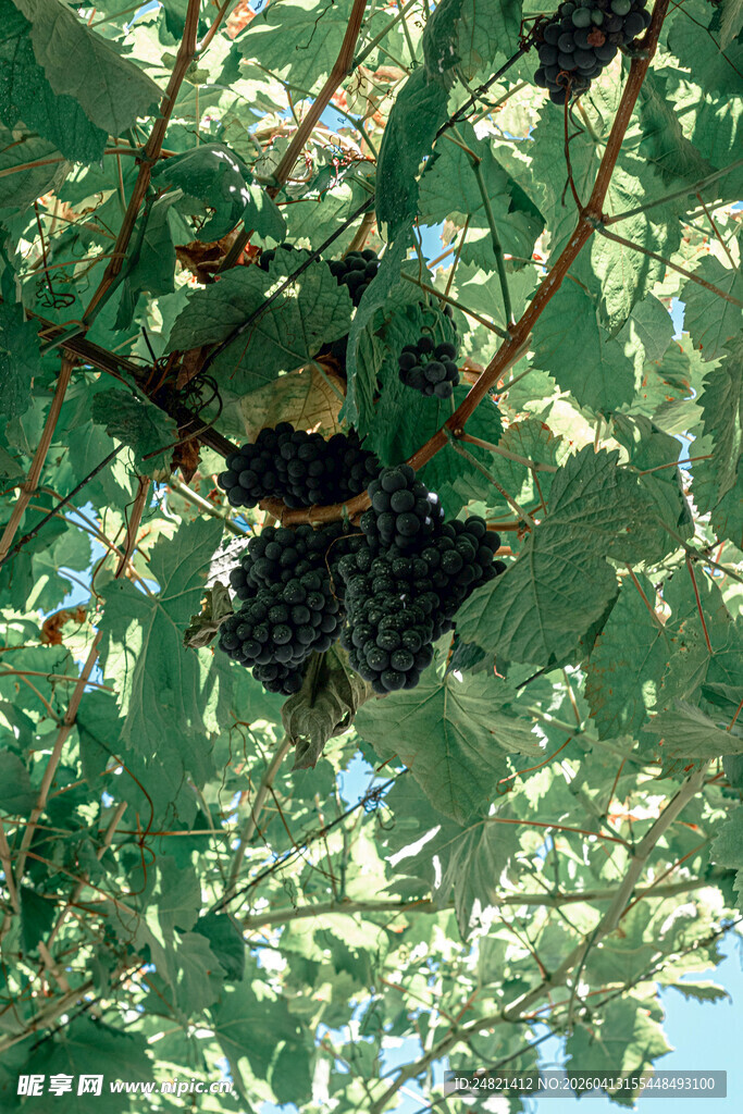 绿叶间的黑紫色葡萄串