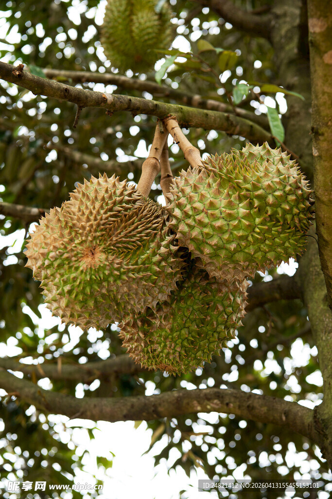 树上悬挂的新鲜榴莲