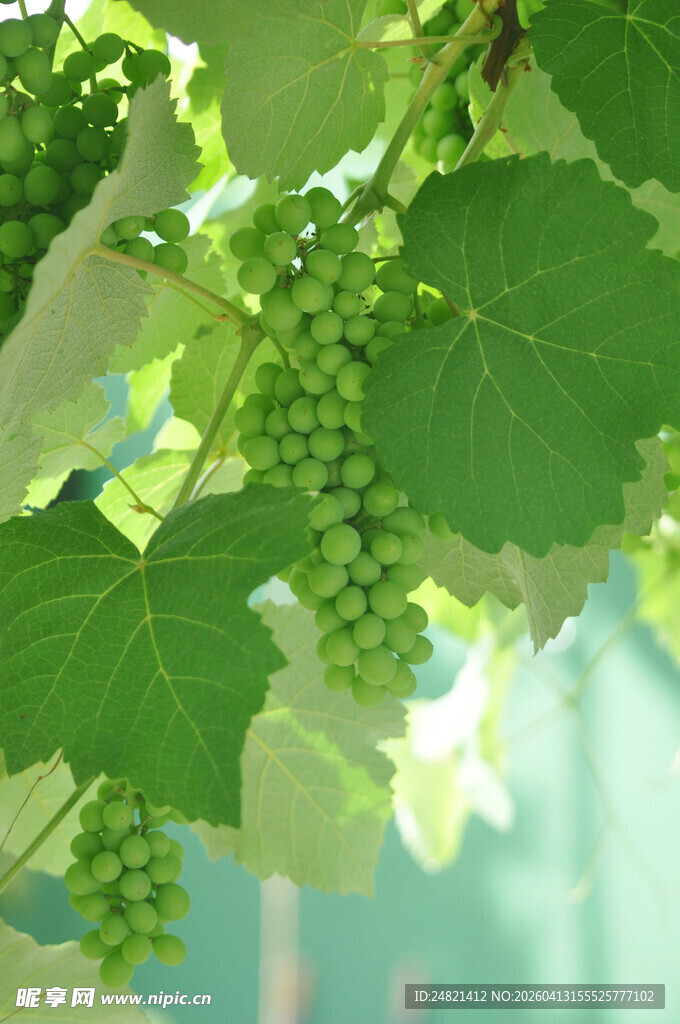 葡萄藤上的青葡萄
