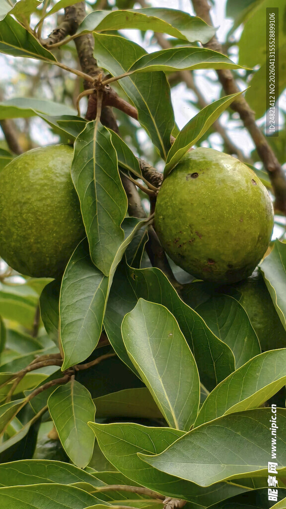 枝头青核桃与繁茂绿叶