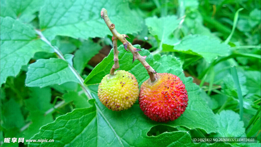 枝头红果与绿叶相映
