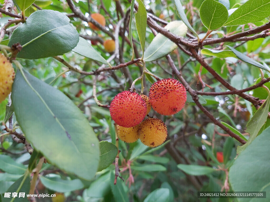 枝头饱满的鲜红杨梅