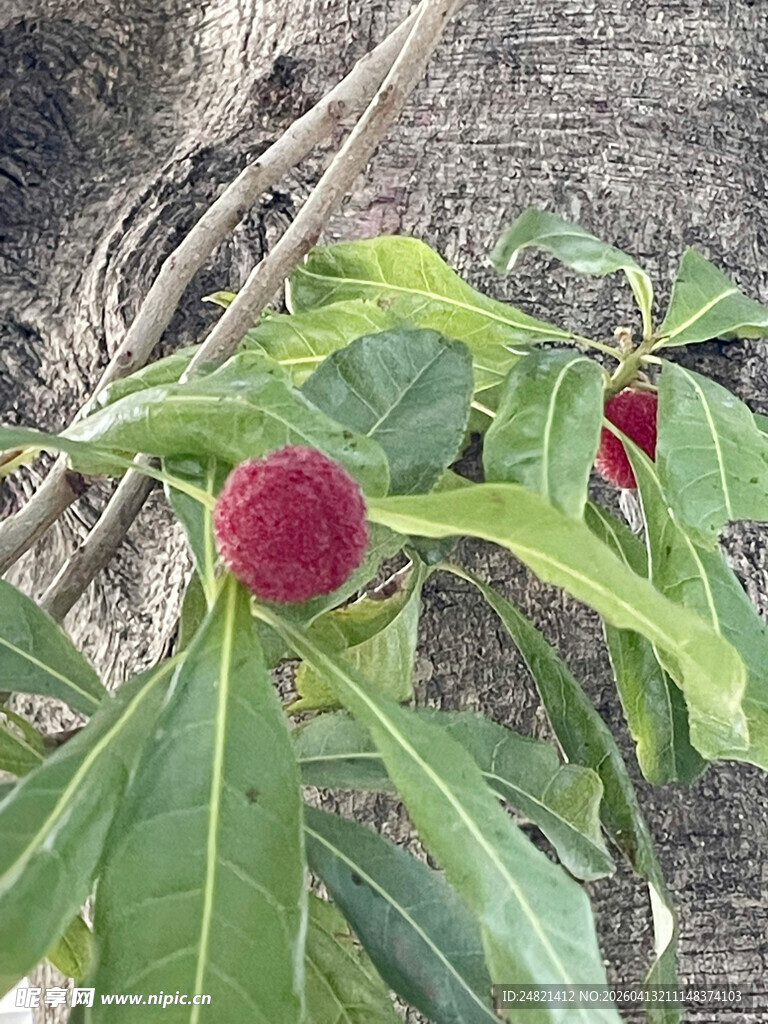 枝头红嫩杨梅挂绿叶间