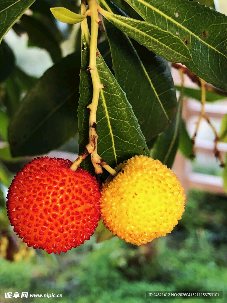 枝头红黄色诱人荔枝果