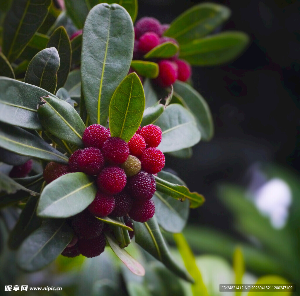 枝头红嫩杨梅果实饱满