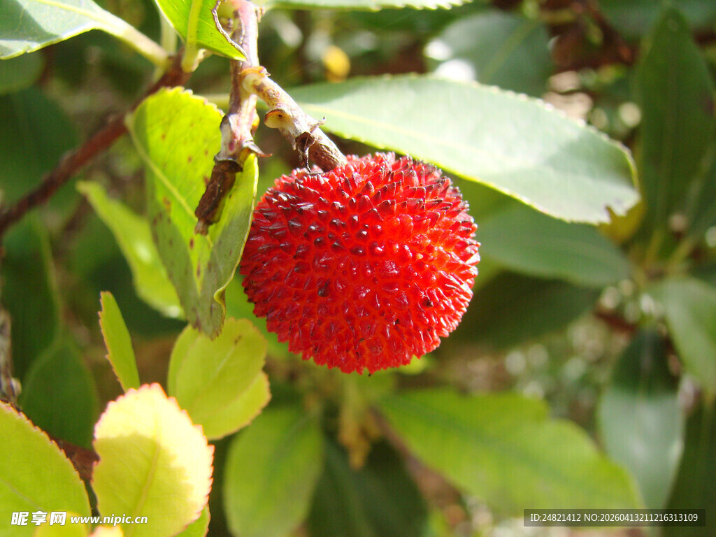 枝头红嫩杨梅鲜果