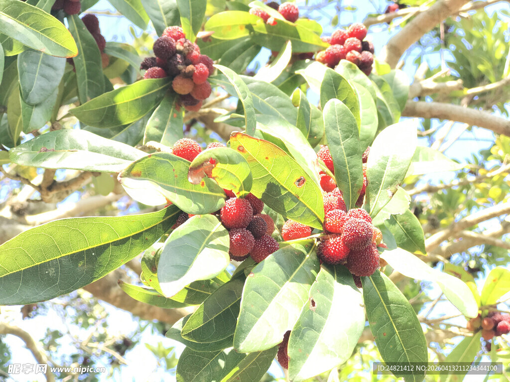 枝头红果绿叶相映成趣