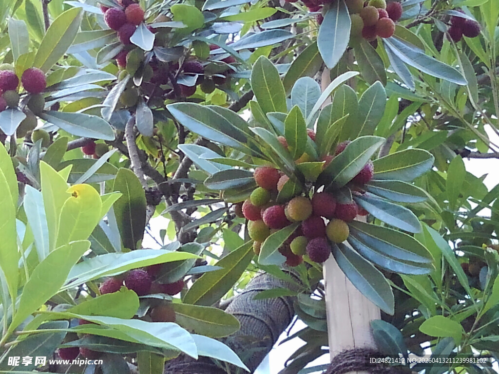 枝头挂满紫红油亮杨梅