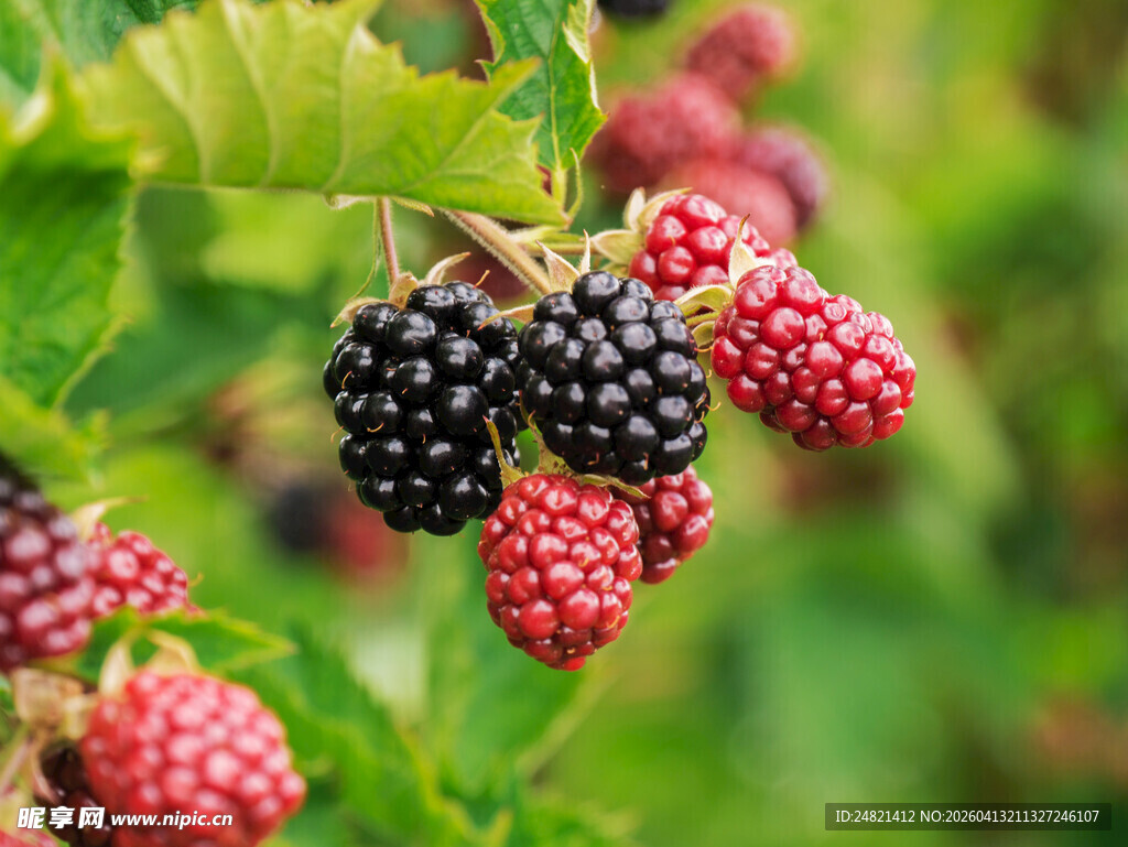 成熟黑莓挂于枝头