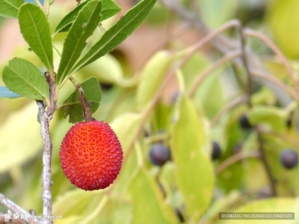 枝头鲜红杨梅果实