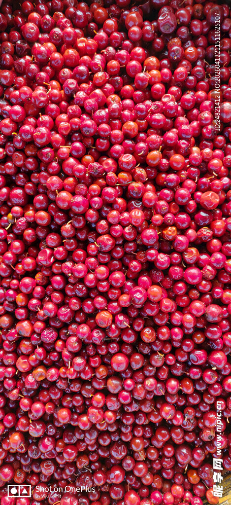 饱满红花椒特写