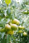 枝头挂着的青黄色梨子
