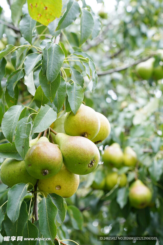 枝头挂着的青黄色梨子