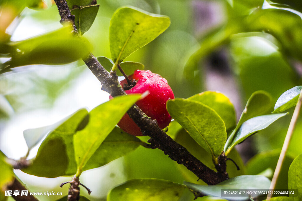 绿叶间的红果