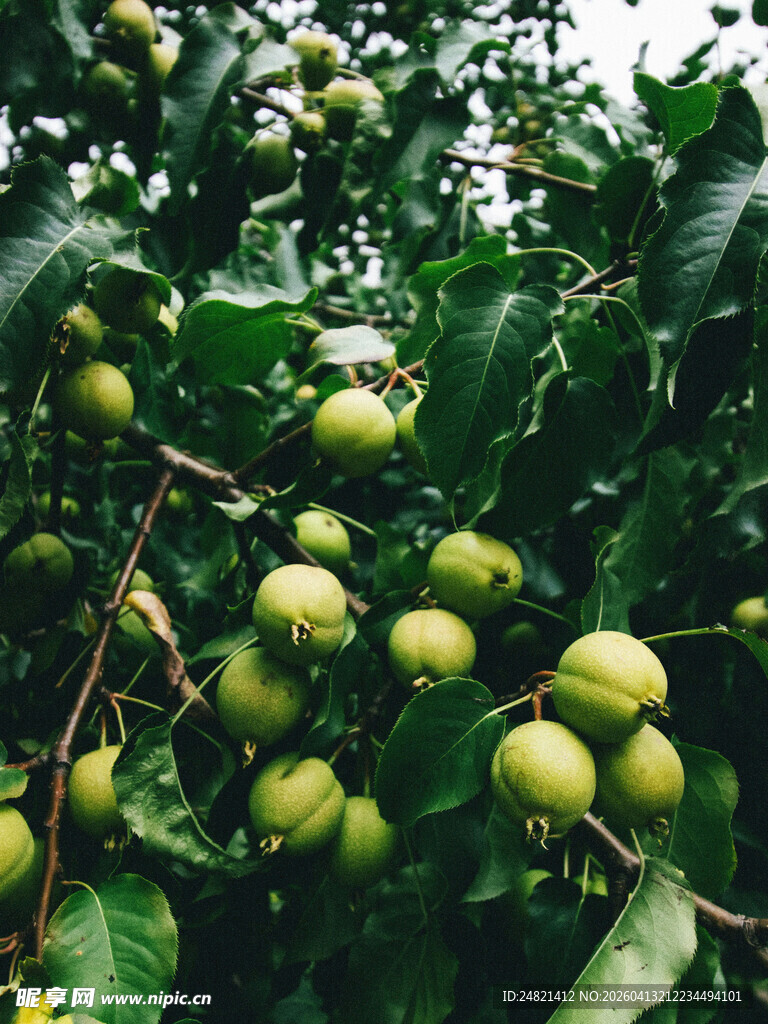 枝头硕果累累的青果子