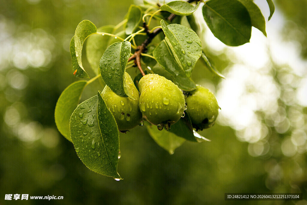 枝头挂着鲜嫩的青色梨子