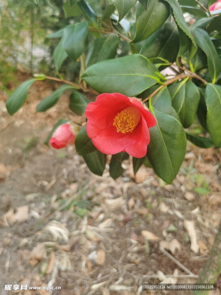 娇艳山茶花绽放于绿叶间