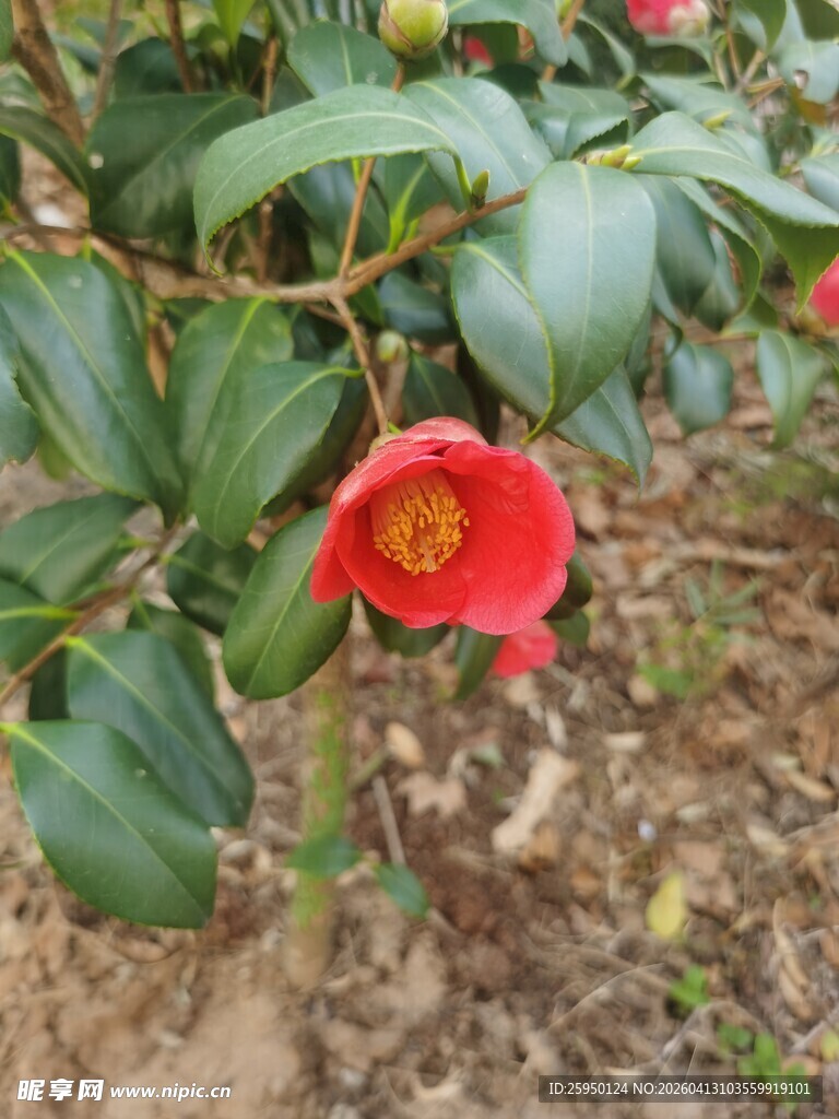 娇艳山茶花绽放于绿叶间