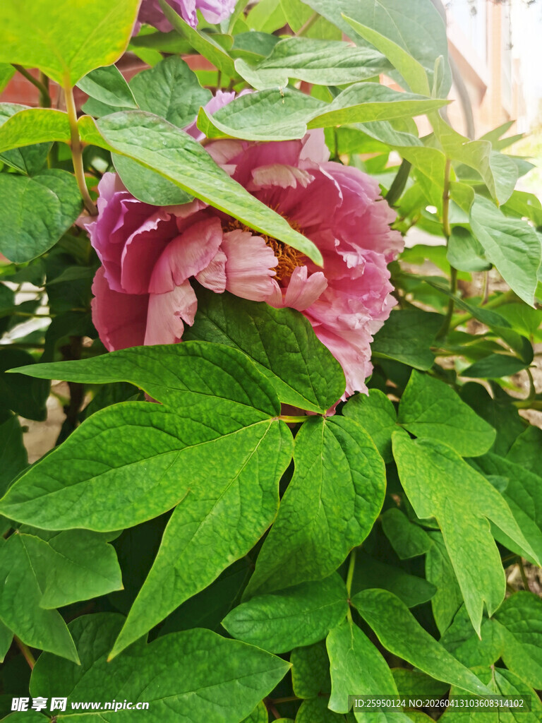 娇艳绽放的粉色牡丹花