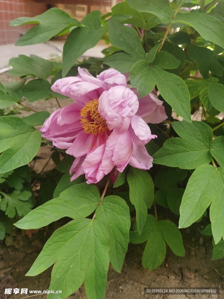 娇艳盛开的粉色牡丹花