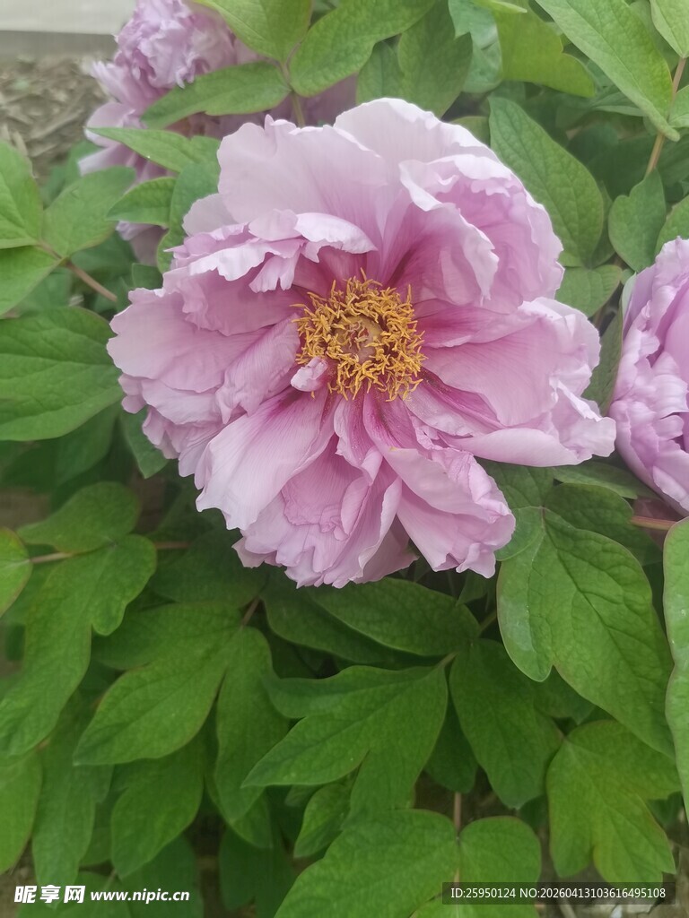 娇艳盛开的粉色牡丹花