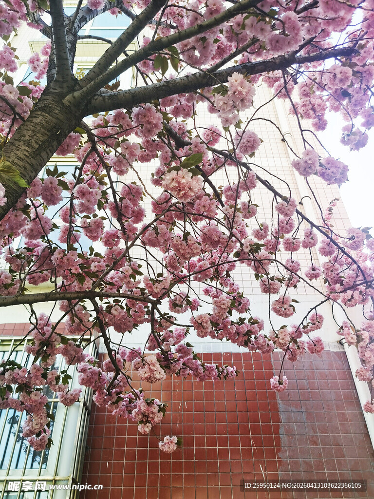盛开的粉色樱花树