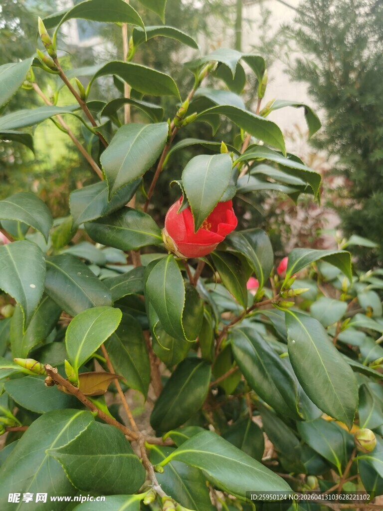 绿叶丛中娇艳红山茶