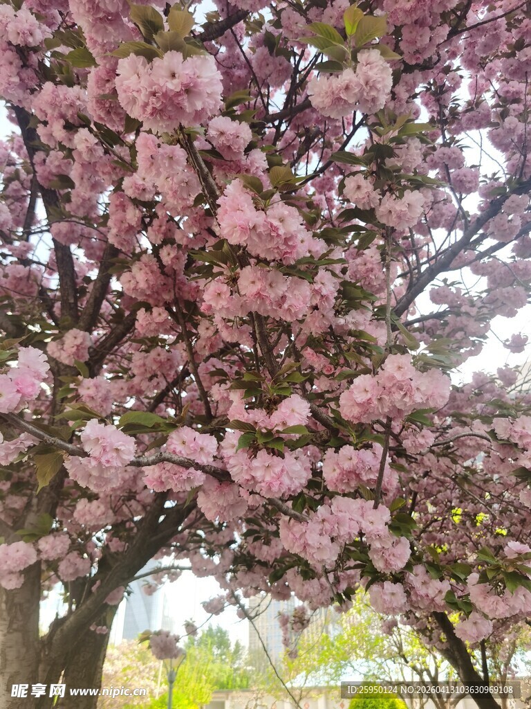 盛开的粉色繁花树