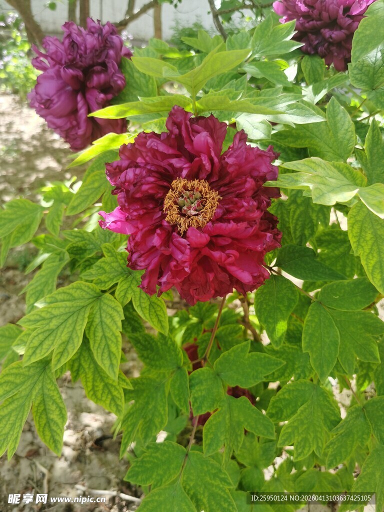 艳丽绽放的深紫牡丹花