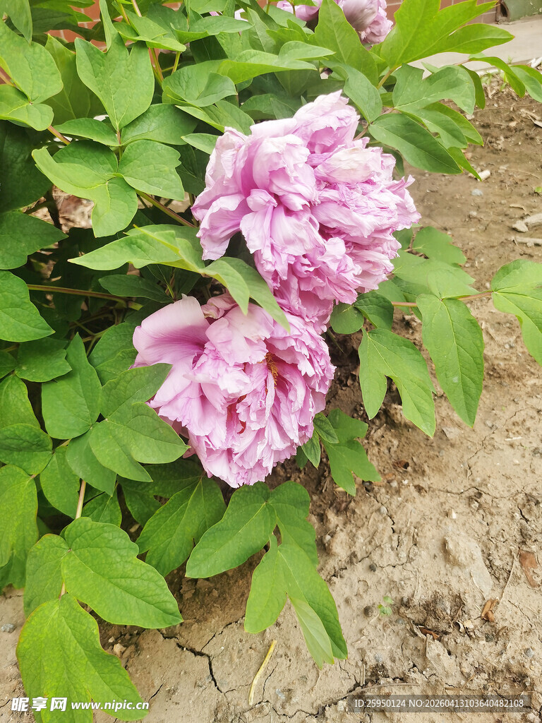 娇艳粉色牡丹花绽放