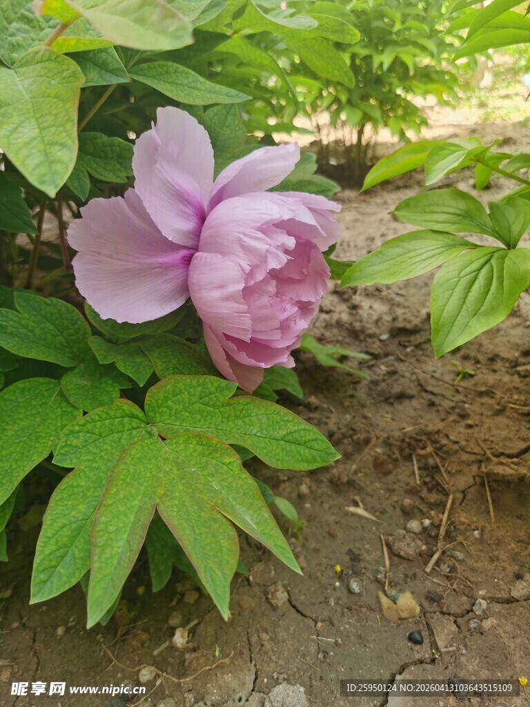 娇艳绽放的粉色牡丹花