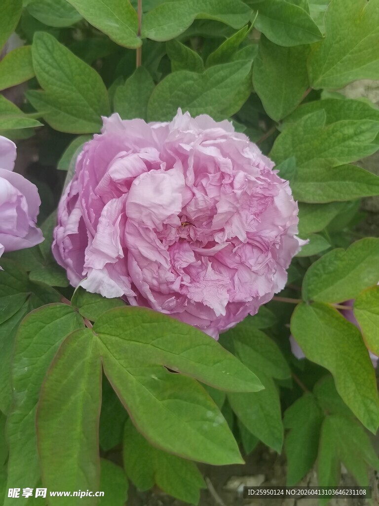 娇艳盛开的粉牡丹