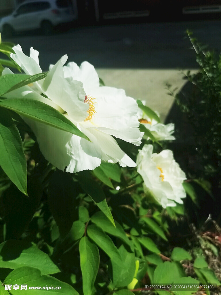 盛开的白色牡丹花