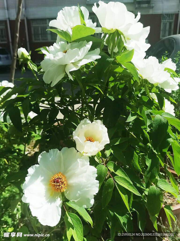 白色蔷薇花绽放